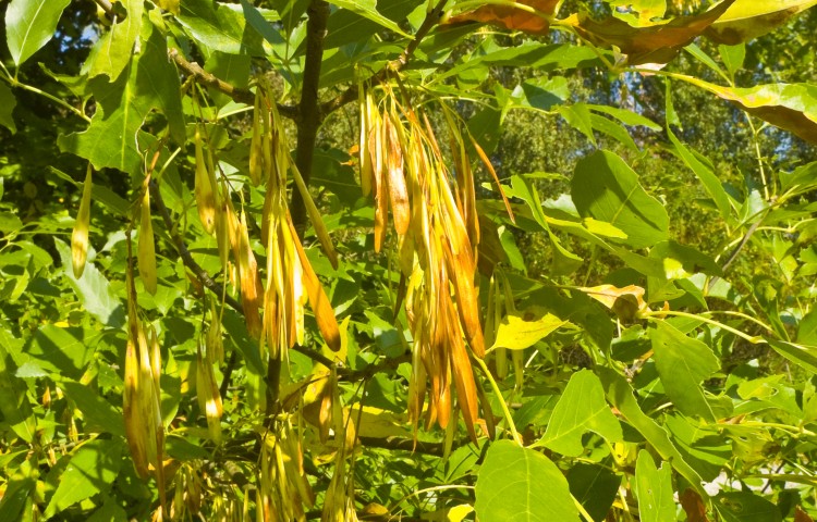 Baum Mit Schwarzen Knospen